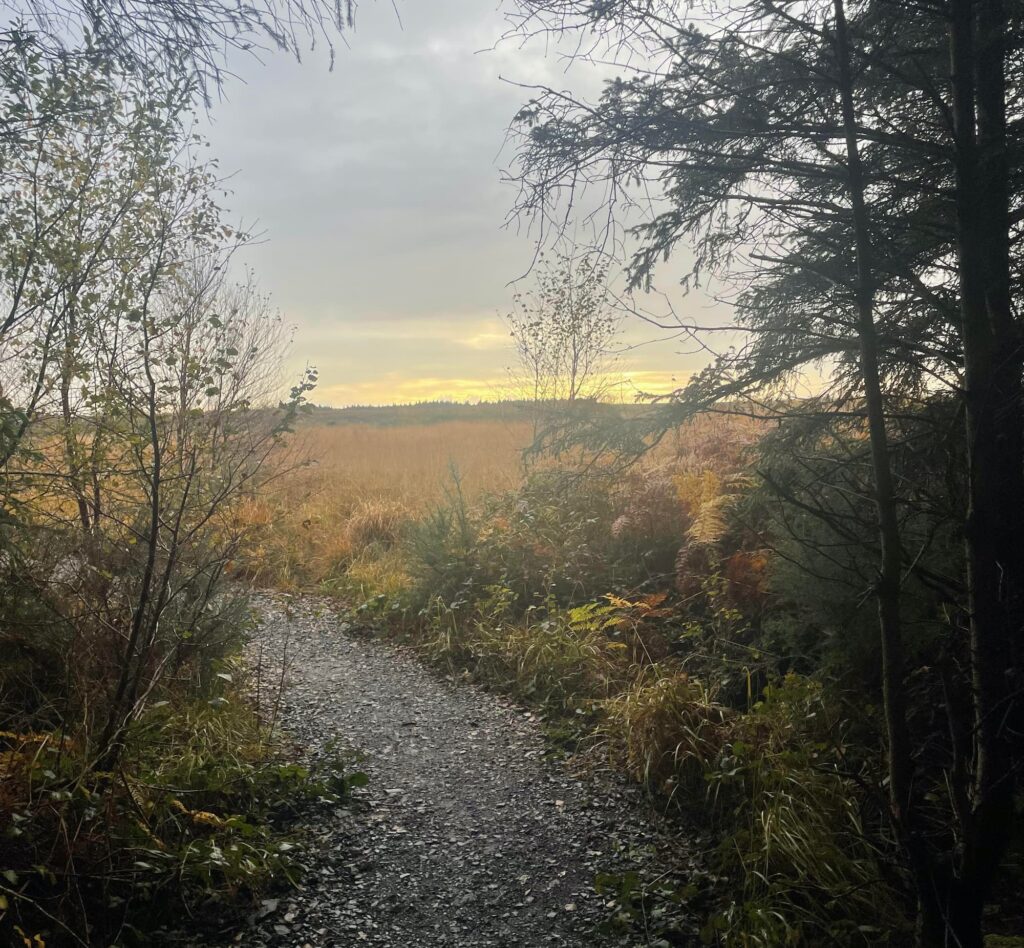 Jamestown Bog