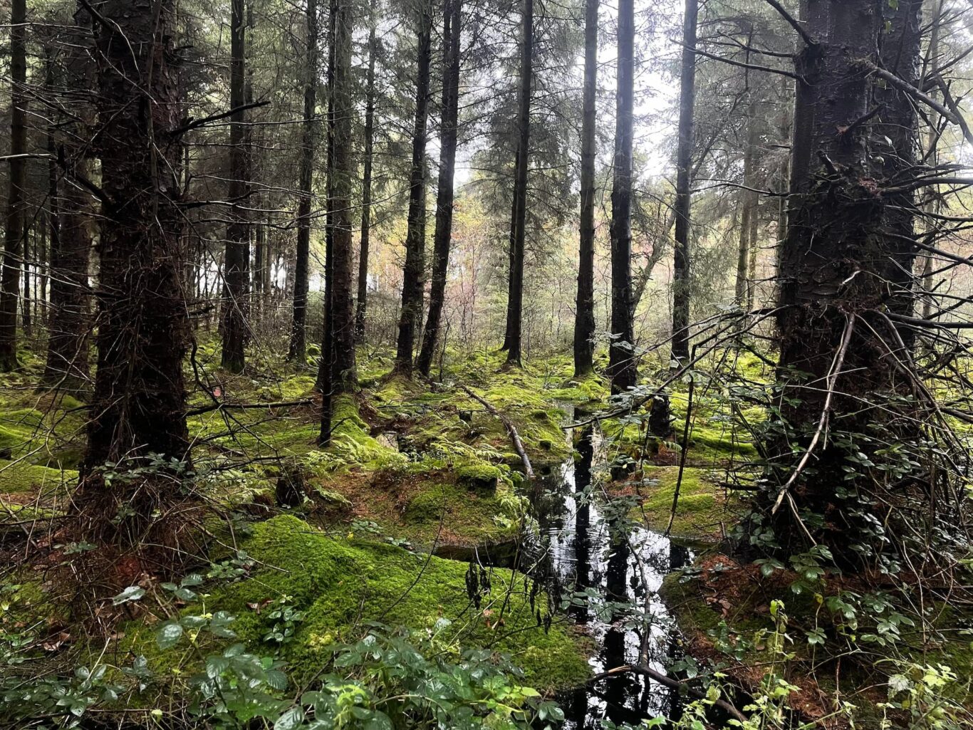 Jamestown Bog