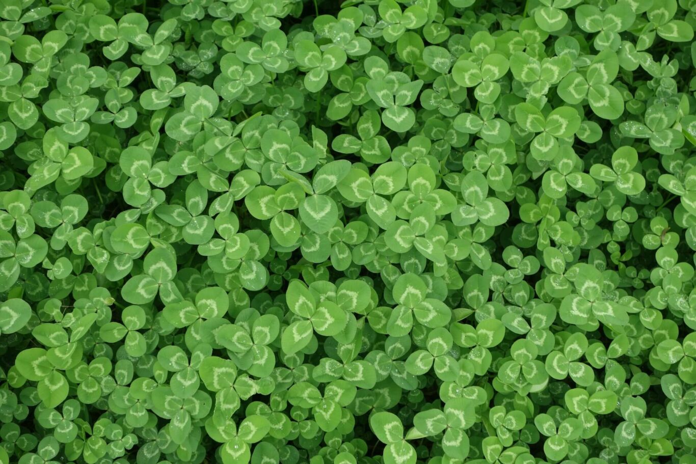 Irish culture